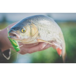 Wobler Imago Lures HOPPER 4.5F GN