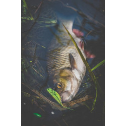 Wobler Imago Lures HOPPER 4.5F GN