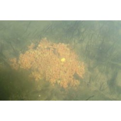 Koszyk zanętowy Avid Method Feeders - Small - 56.7g