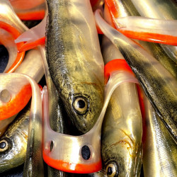 Angry Lures Perch G-Tail 15cm - N