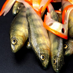 Angry Lures Perch G-Tail 15cm - N