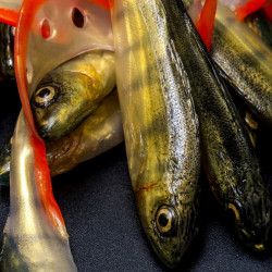 Angry Lures Perch G-Tail 15cm - N