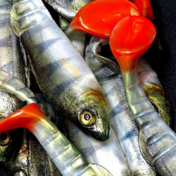 Angry Perch Multi Jointed 13.5cm - N