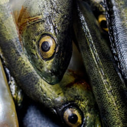 Angry Perch Multi Jointed 13.5cm - N