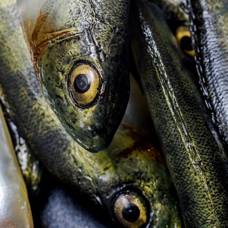 Angry Perch Multi Jointed 13.5cm - N