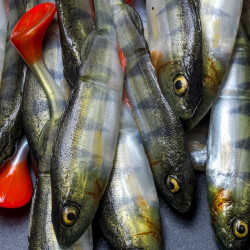 Angry Perch Jointed 13.5cm - N