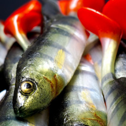 Angry Perch Jointed 13.5cm - N