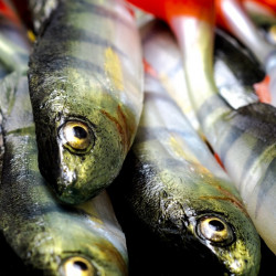 Angry Perch Jointed 13.5cm - N