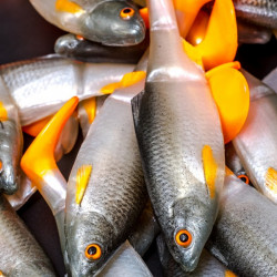 Angry Roach Jointed 12.5cm - NOO