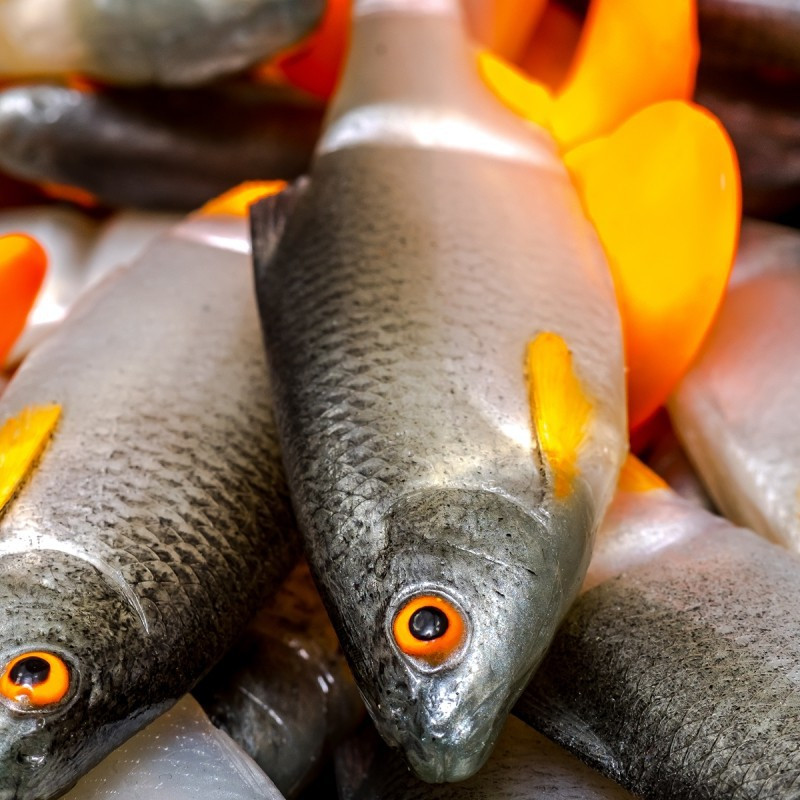 Angry Roach Jointed 12.5cm - NOO