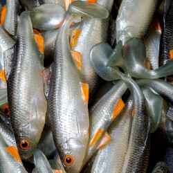 Angry Roach 9.0cm - NOO