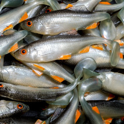 Angry Roach 9.0cm - NOO