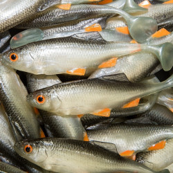 Angry Roach 9.0cm - NOO