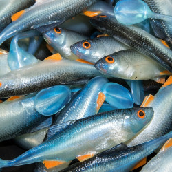 Angry Roach 9.0cm - NBO