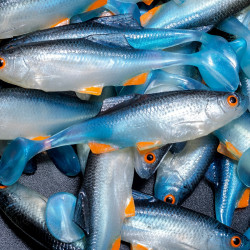 Angry Roach 9.0cm - NBO