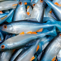 Angry Roach 9.0cm - NBO