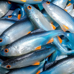 Angry Roach 9.0cm - NBO