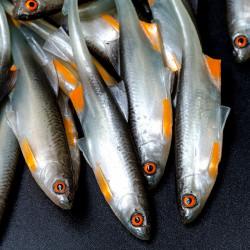 Angry Bleak V-Tail 11.5cm - NOO