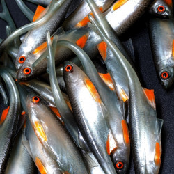 Angry Bleak V-Tail 11.5cm - NOO