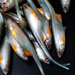 Angry Bleak V-Tail 11.5cm - NOO