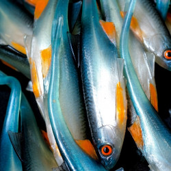 Angry Bleak V-Tail 11.5cm - NBO