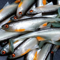 Angry Bleak 10.0cm - NOO