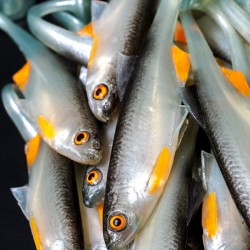 Angry Bleak 10.0cm - NOO