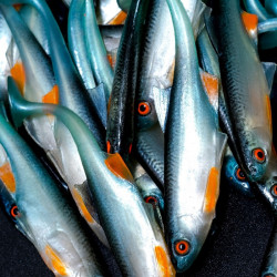 Angry Bleak 10.0cm - NBO