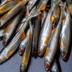 Angry Bleak V-Tail 7.0cm - NOO