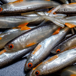 Angry Bleak V-Tail 7.0cm - NOO