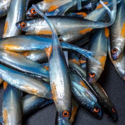 Angry Bleak V-Tail 7.0cm - NBO