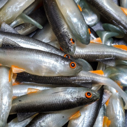 Angry Chub 7.0cm - NOO