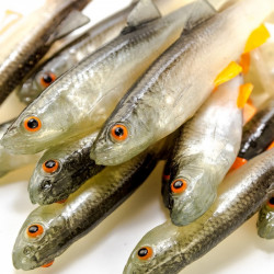 Angry Chub 7.0cm - NOO