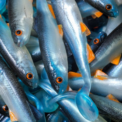 Angry Chub 7.0cm - NBO