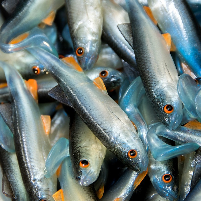 Angry Chub 7.0cm - NBO