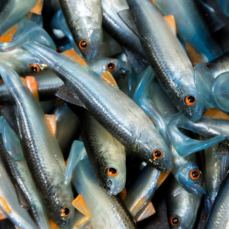 Angry Chub 7.0cm - NBO