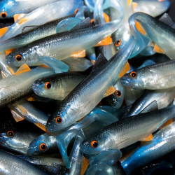 Angry Chub 7.0cm - NBO