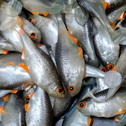 Angry Bitterling 5.0cm - NOO