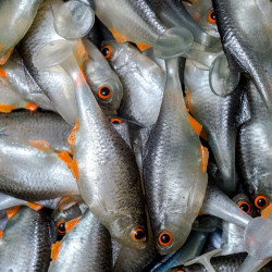 Angry Bitterling 5.0cm - NOO