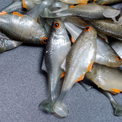 Angry Bitterling 5.0cm - NOO