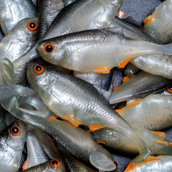 Angry Bitterling 5.0cm - NOO