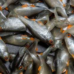 Angry Bitterling 5.0cm - NOO