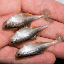 Angry Bitterling 5.0cm - NOO