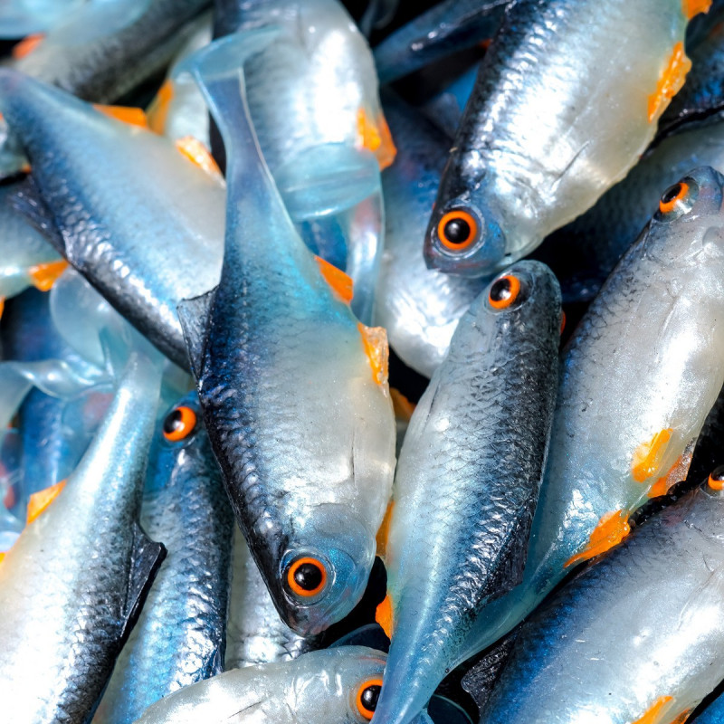 Angry Bitterling 5.0cm - NBO