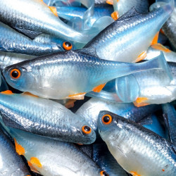 Angry Bitterling 5.0cm - NBO