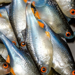 Angry Bitterling 5.0cm - NBO