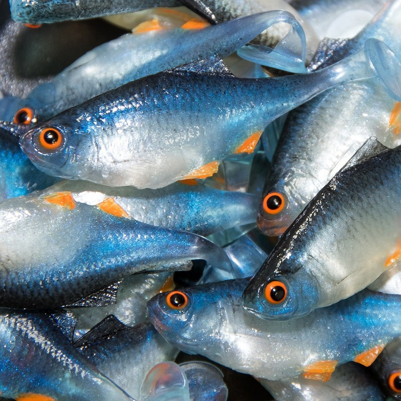 Angry Bitterling 5.0cm - NBO