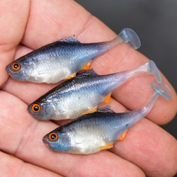 Angry Bitterling 5.0cm - NBO