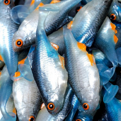 Angry Bitterling 5.0cm - NBO