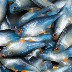 Angry Bitterling 5.0cm - NBO